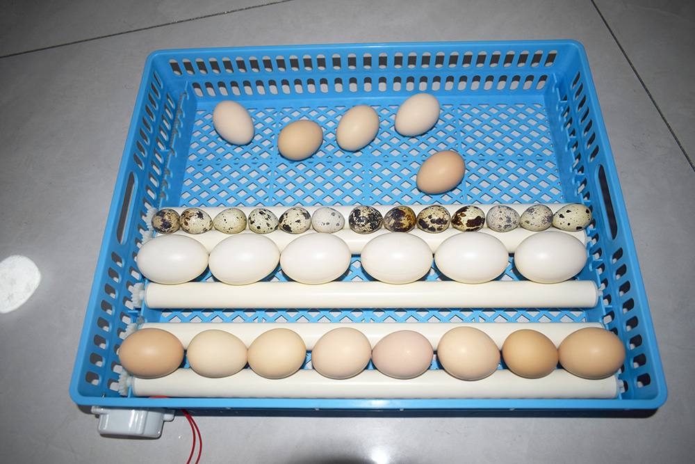 JY Solar egg incubator